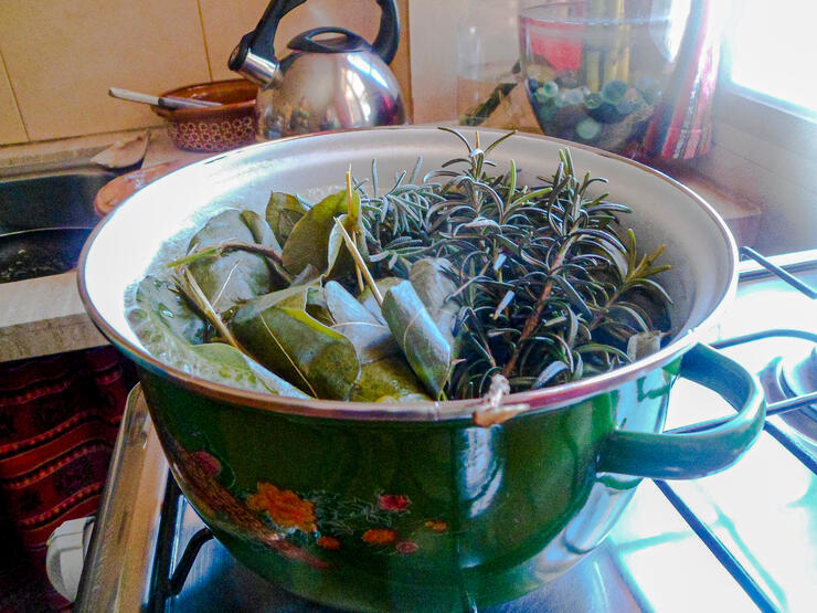 Traditionelle Heilkräuter-Tees bspw. mit Eukalyptus oder Salbei sind im bolivianischen Gesundheitssystem bewährt. © Comundo