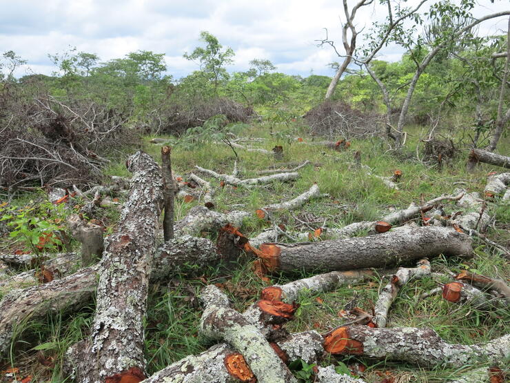 Bäume werden gerodet und zu Holzkohle verarbeitet – ein nach wie vor lukratives Geschäft zu Ungunsten der Umwelt.