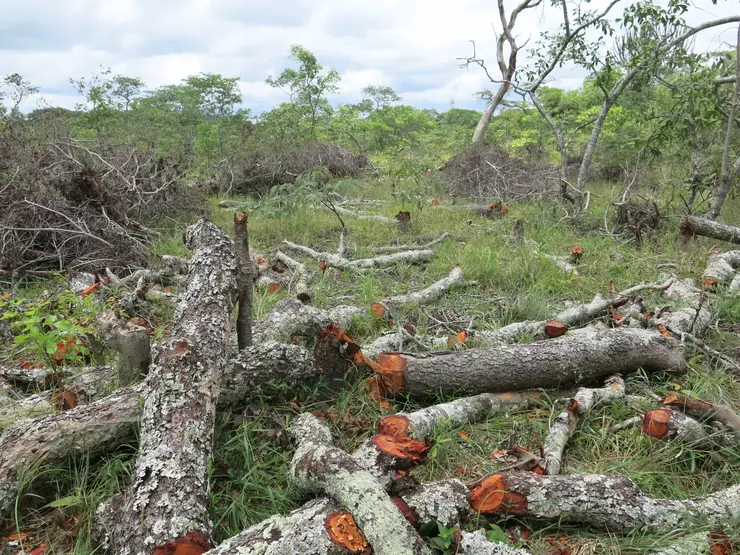 Les arbres sont arrachés et transformés en charbon de bois - un commerce très lucratif, mais au détriment de l'environnement.