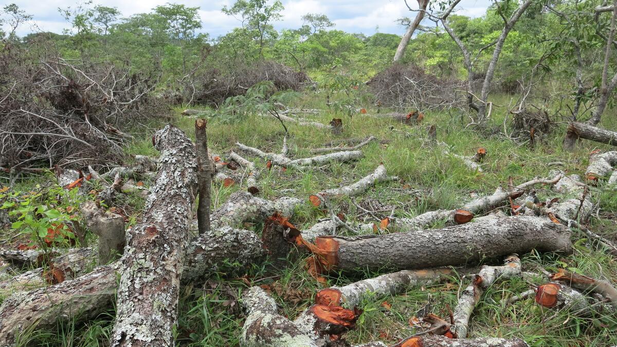 Bäume werden gerodet und zu Holzkohle verarbeitet – ein nach wie vor lukratives Geschäft zu Ungunsten der Umwelt.