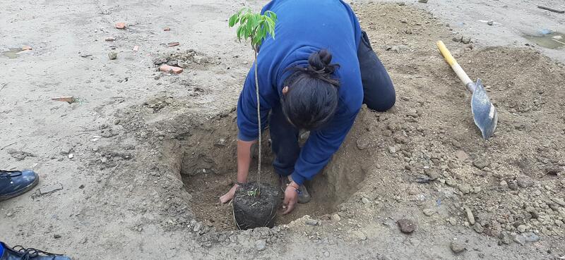 Piantine di alberi, Cochabamba. Foto: Francesco Negri