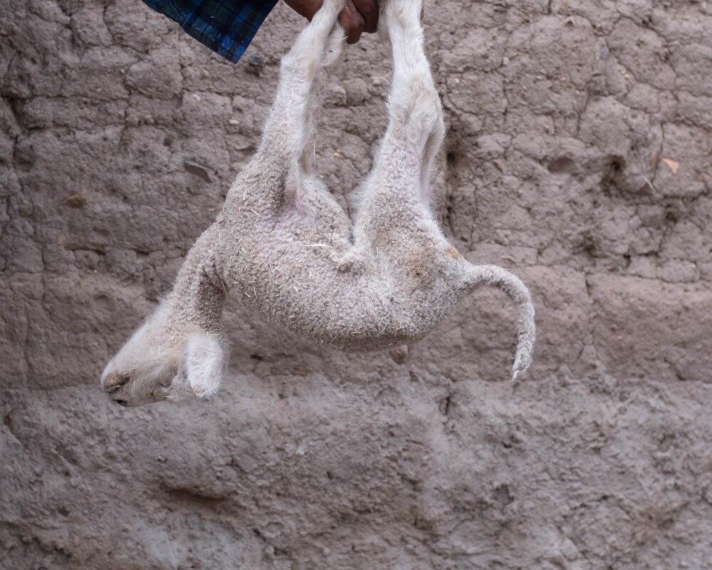 Des 150 moutons d'antan, il n’en reste qu’une trentaine à Francisco.