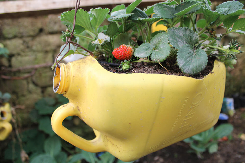 Mit Kreativität zu neuen Blumentöpfen: Wiederverwertung eines alten Plastikkanisters.