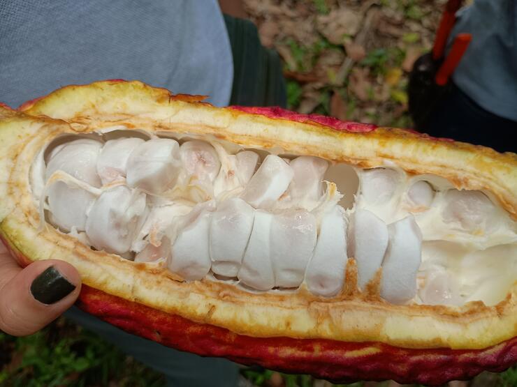 Der Geschmack der Kakaopflanze ähnelt jenem von Litschis, wenn das Fruchtfleisch noch weiss ist.