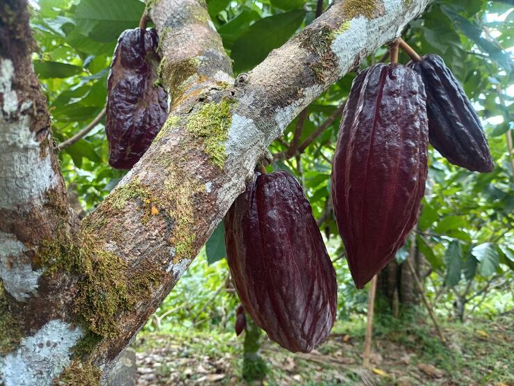 Die Früchte der Kakaopflanze.