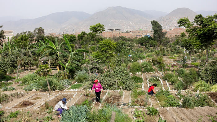 Un progetto di orto comunitario sostenuto dal MOCICC in un quartiere popolare di Lima © Florence Frossard